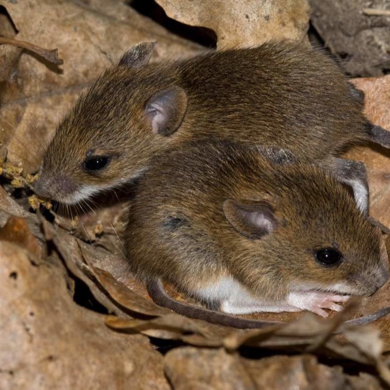 Уничтожения мышей в частном доме в Кемерово?